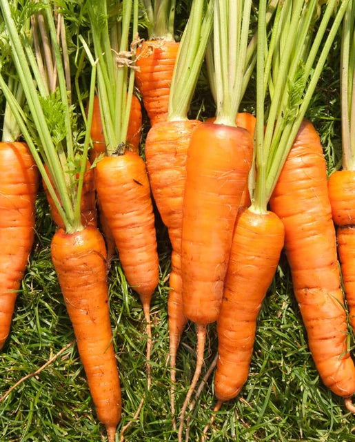 Carrots | Chantenay | Seeds