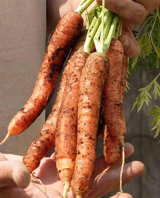 Carrots | Scarlett Nantes | Seeds