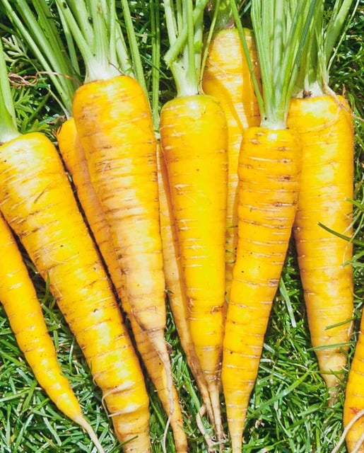 Seeds | Carrots Yellowstone