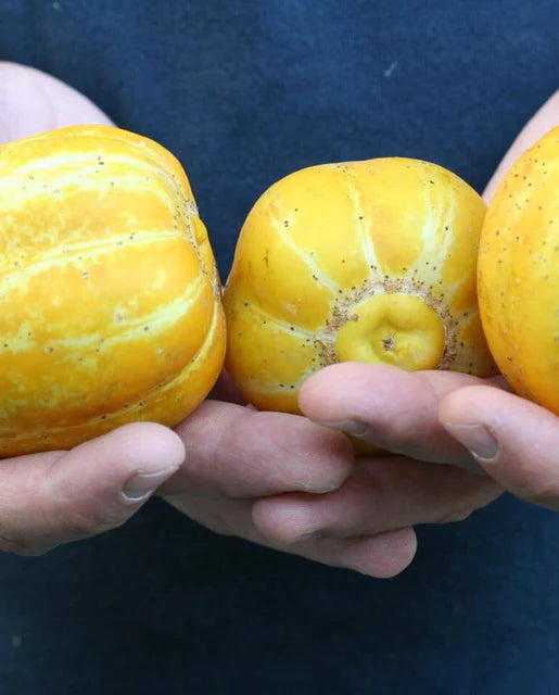 Cucumbers | Lemon Cucumber| Seeds