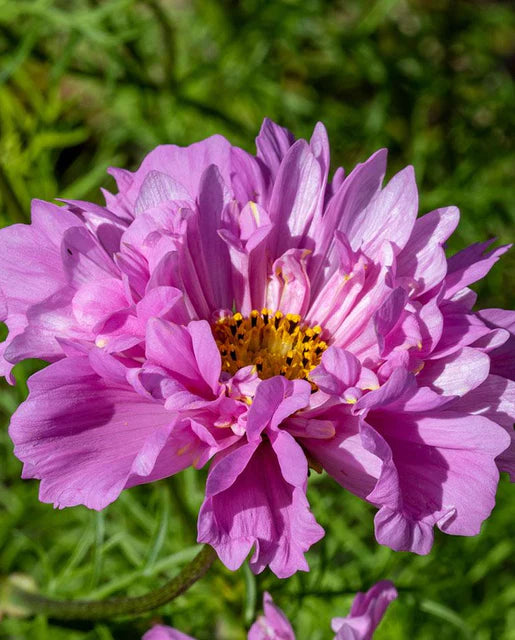 Seeds | Cosmos Rose Bon Bon