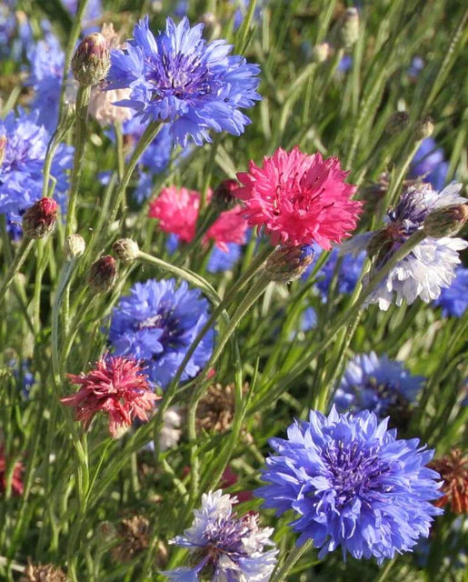 Seeds | Cornflower Tall Mixed
