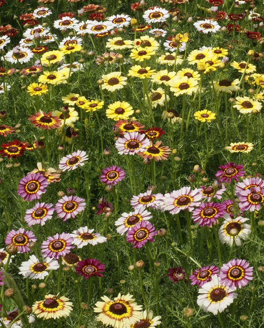 Chrysanthemum  | Painted Daisies | Seeds