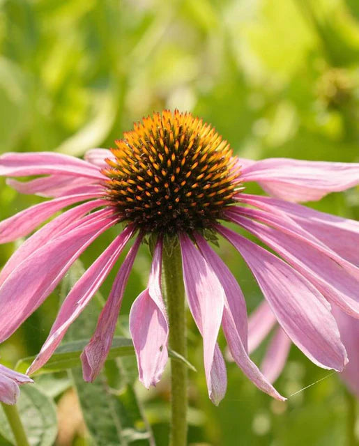 Purple Coneflower | Echinacea | Seeds