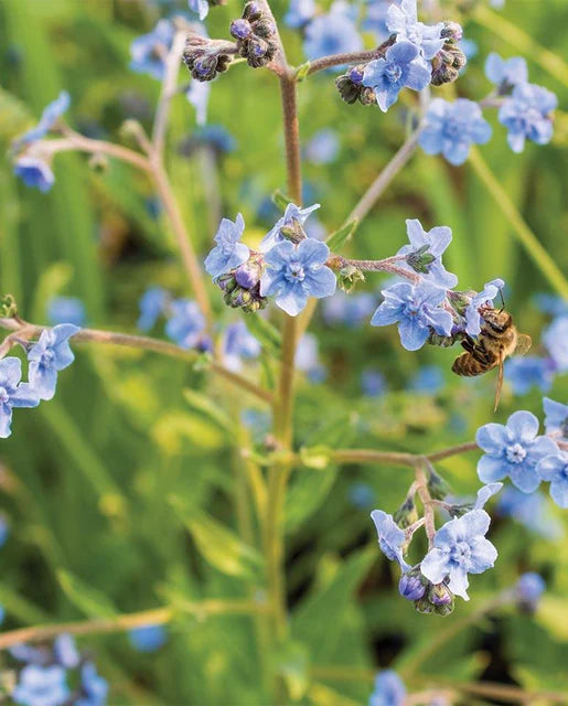 Flowers | Forget Me Nots| Seeds
