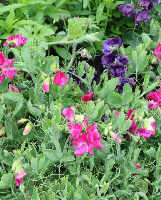 Sweet Peas | Patio Mix| Seeds