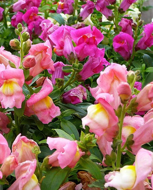 Seeds | Snap Dragon Rainbow Mix