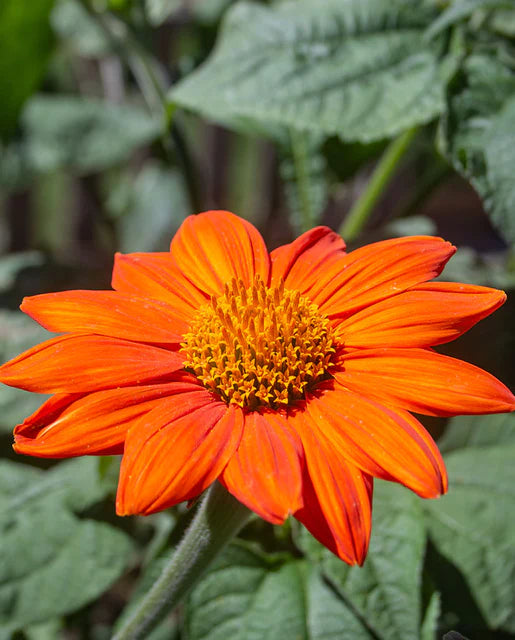 Seeds | Mexican Torch