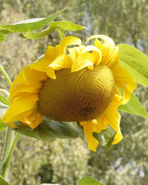 Seeds | Sunflowers Giganteus