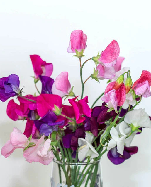 Sweet Peas | Cuthbertson | Seeds