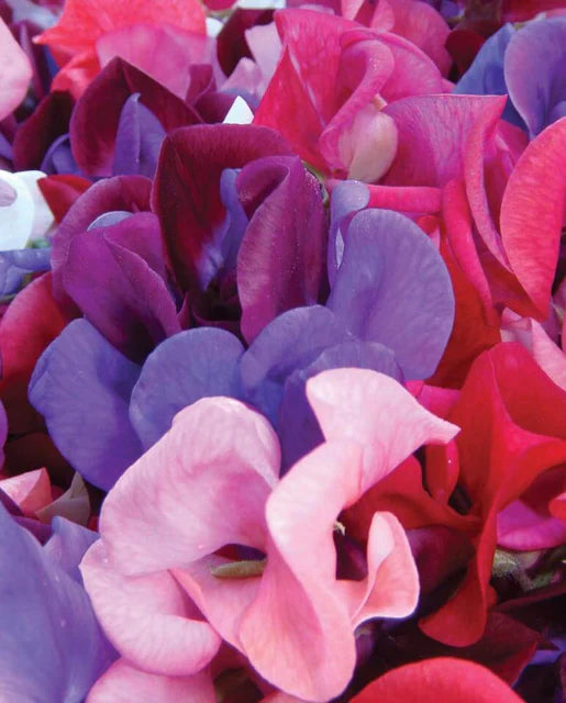 Sweet Peas | Mammoth Blend | Seeds
