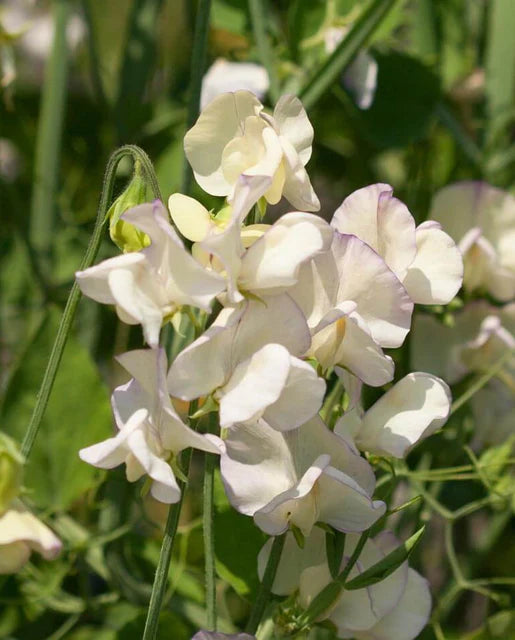 Seeds | Sweet Peas High Scent