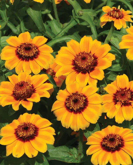 Zinnias | Soleado | Seeds