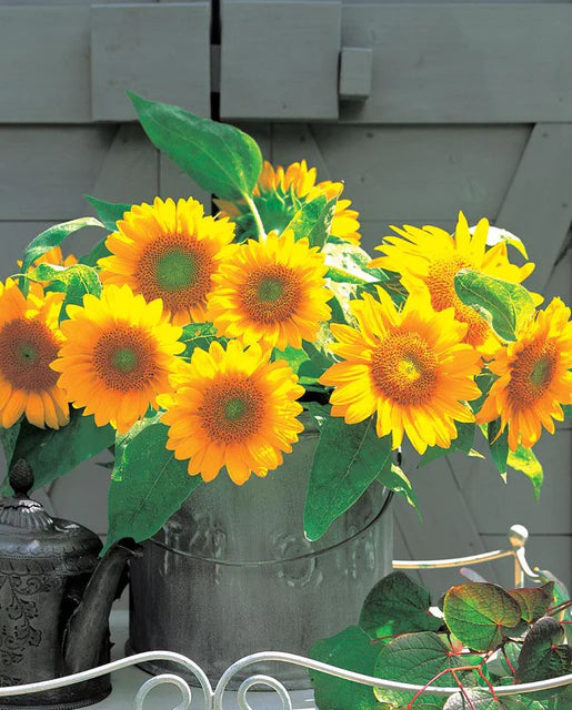 Sunflowers | Sunrich Gold| Seeds