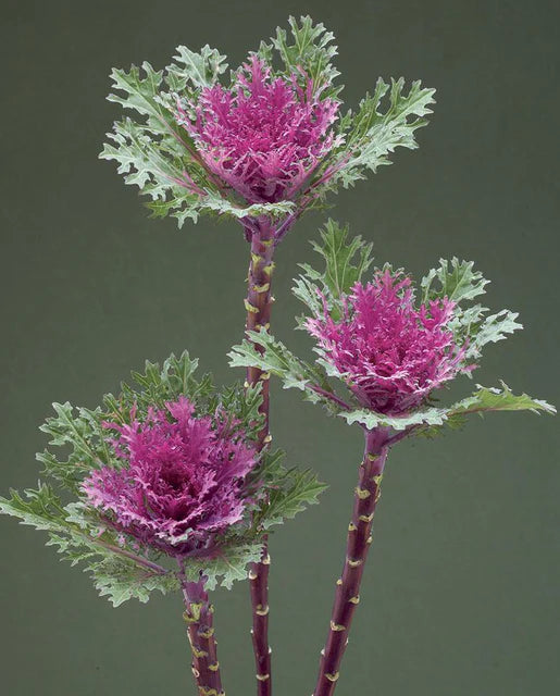 Decorative Kale | Crane Feather Queen | Seeds