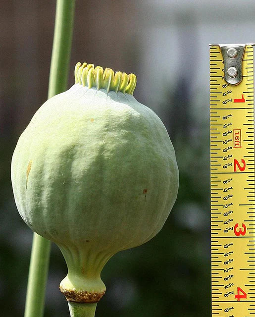 Poppies | Giganthemum | Seeds