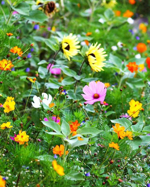 Seeds | Wildflowers Bumble Bee Blend