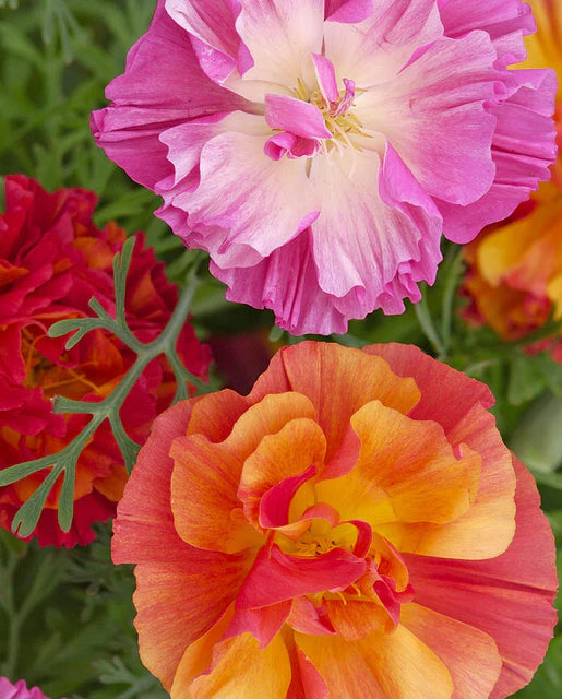 Poppies | XL Jelly Beans | Seeds