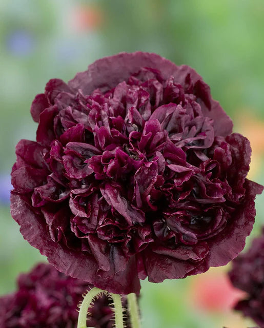 Poppies | Black Peonies | Seeds