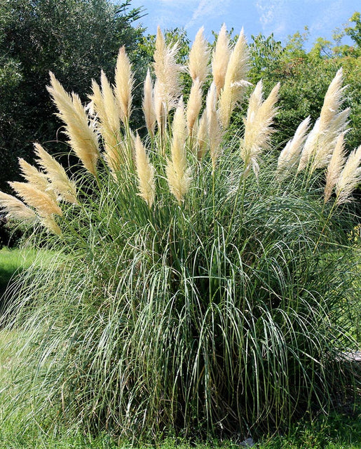 Grass | White Pampass | Seeds