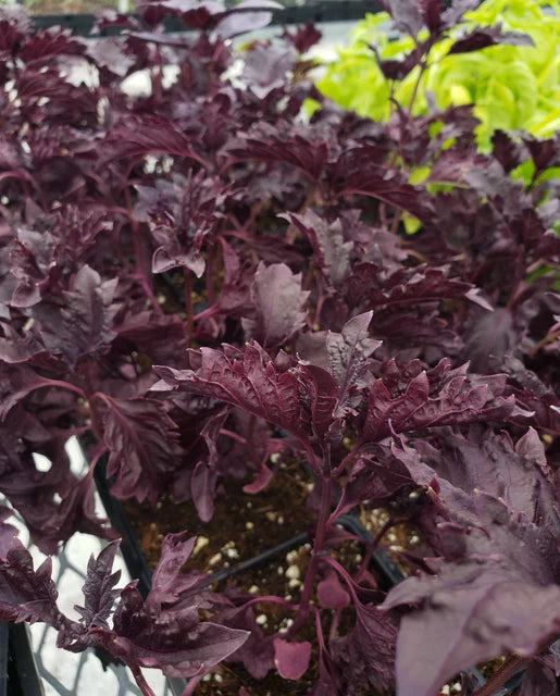Seeds | Basil Purple Ruffles