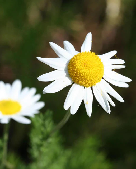 Seeds | Chamomile German