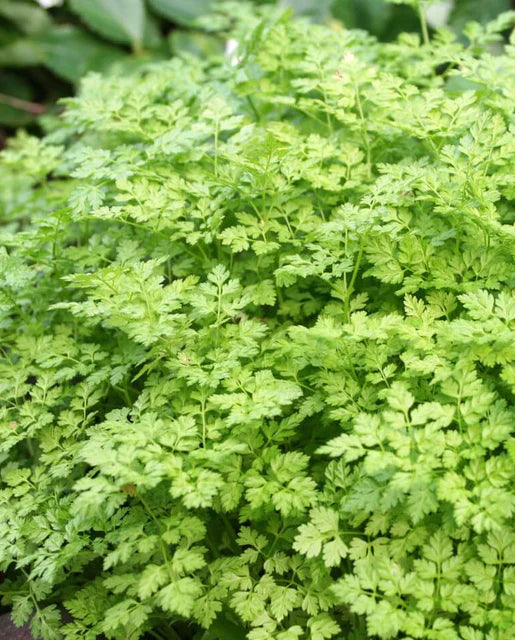 Parsley | Chevril | Seeds