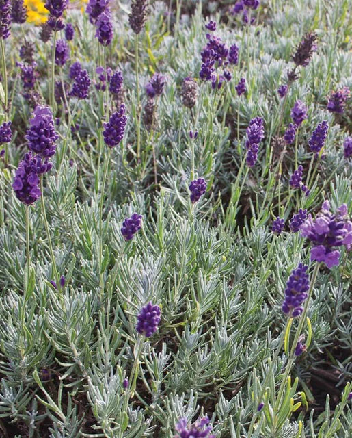 Lavender | Dwarf Munstead| Seeds