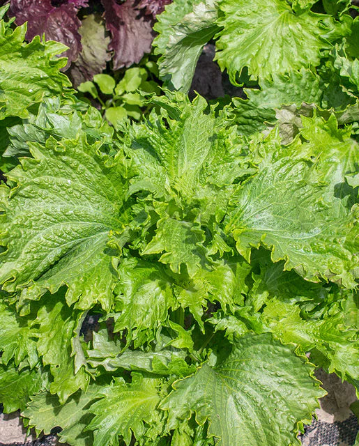 Perilla| Green Shiso | Seeds