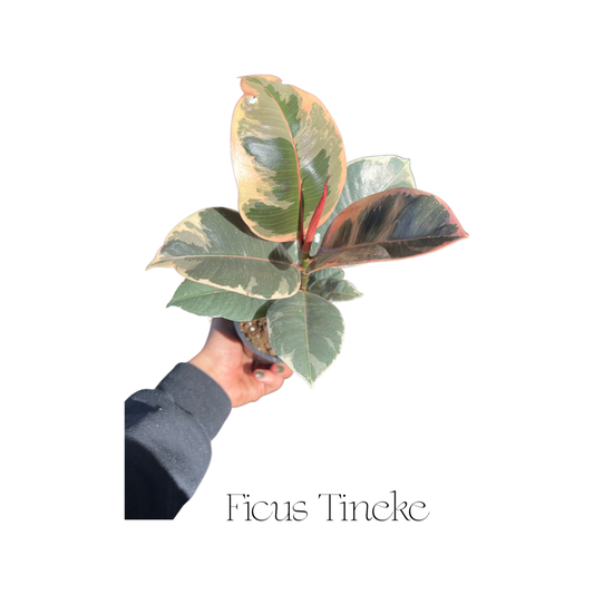 Ficus Tineke
