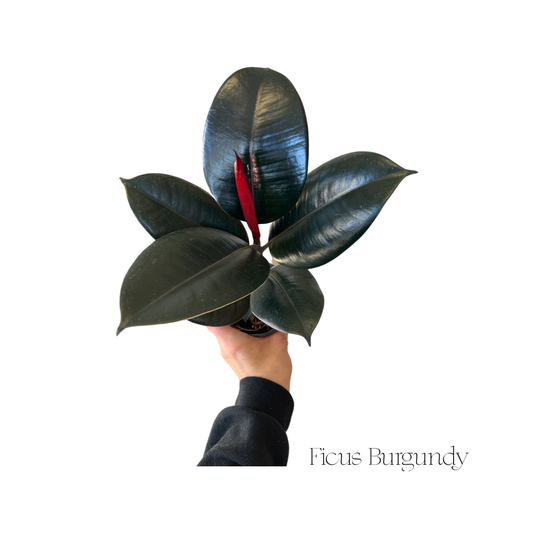 Ficus | Elastica Burgundy