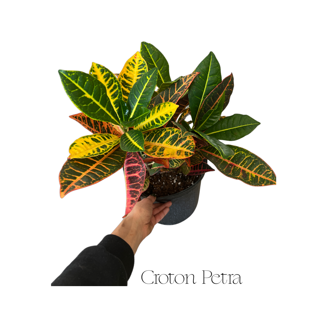 Croton | Petra