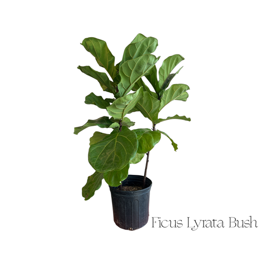 Ficus Fiddle Leaf