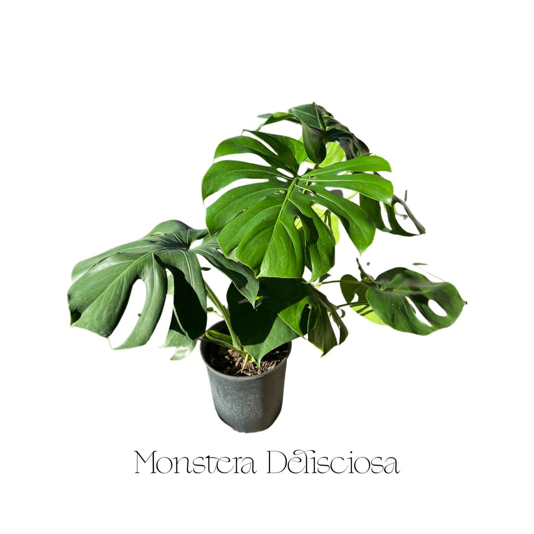 Monstera | Deliciosa