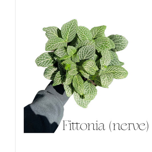 Fittonia | Nerve