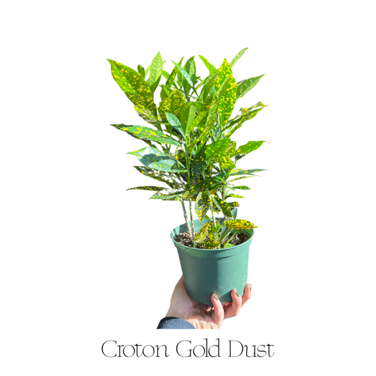 Dracena | Gold Dust