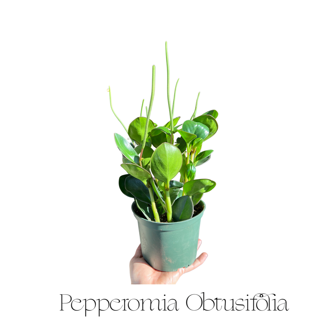 Peperomia | Obtusifolia Variegated