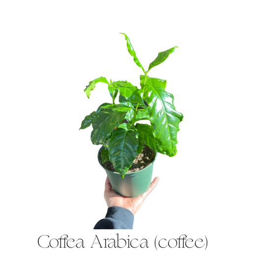 Coffea Arabica
