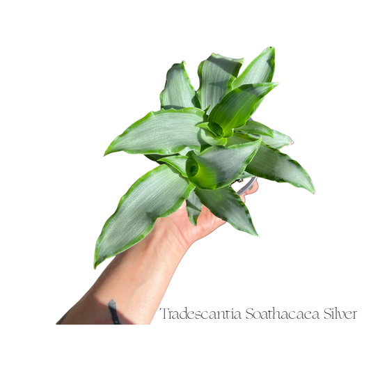 Tradescantia Spathacea Silver