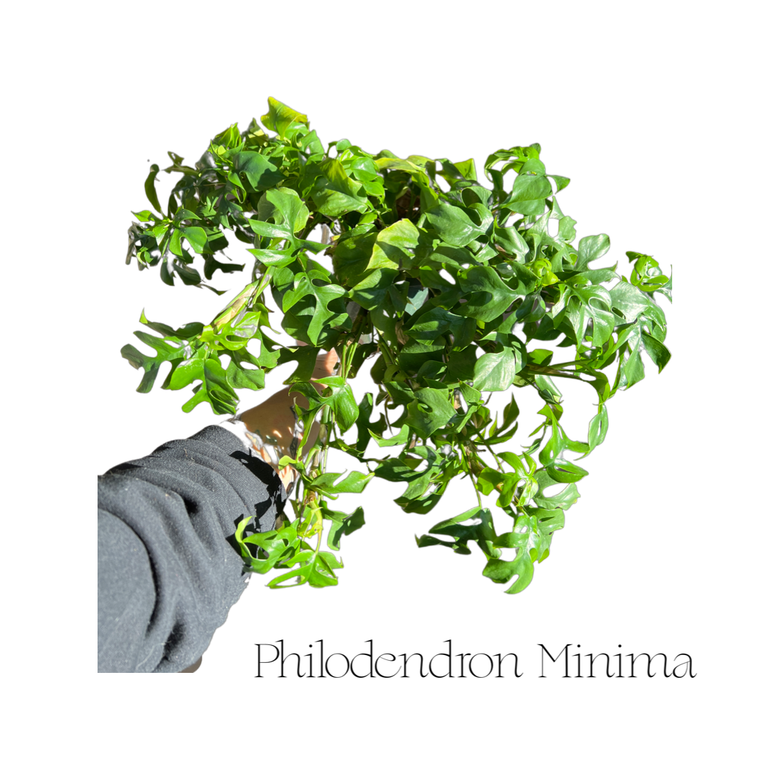 Philodendron | Minima