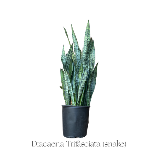 Sansevieria | Assorted
