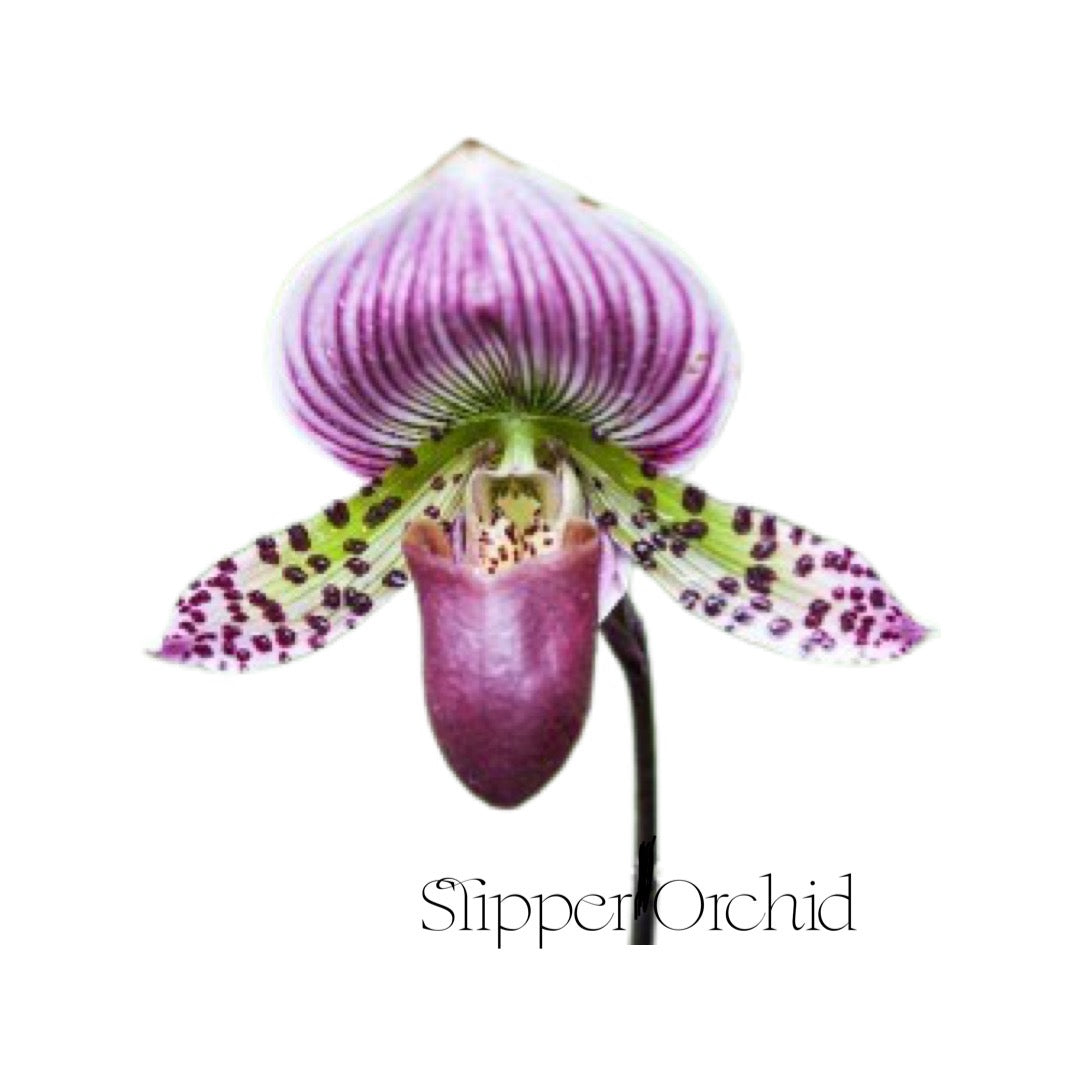 Orchids | Lady Slipper
