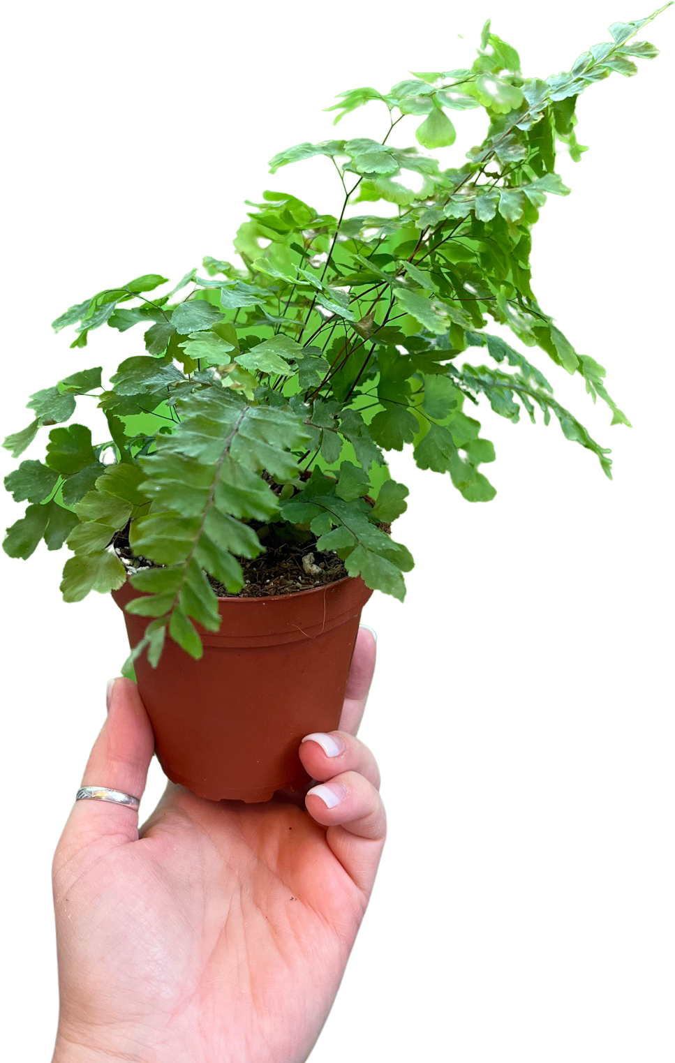 Fern | Maidenhair