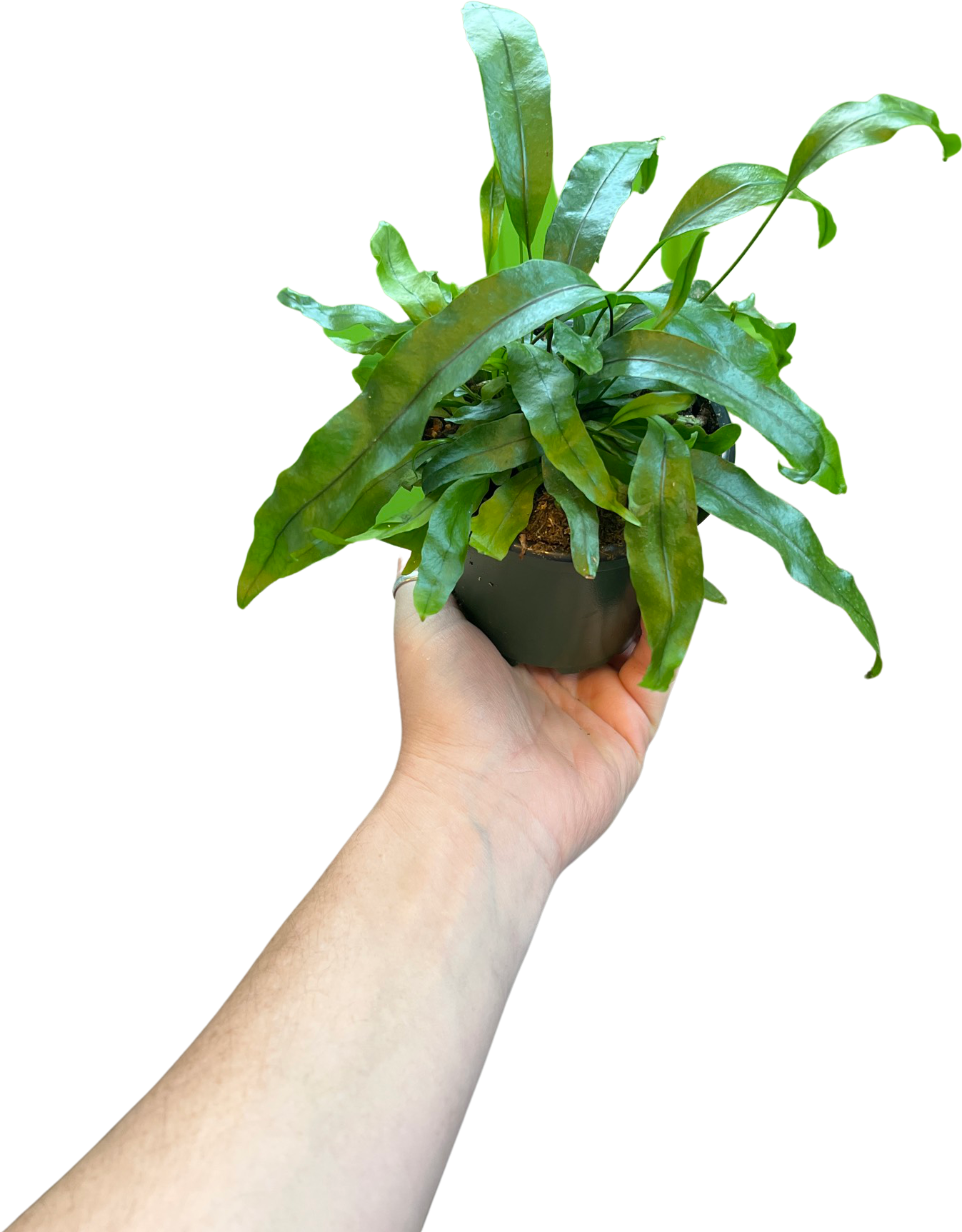 Fern | Serpent