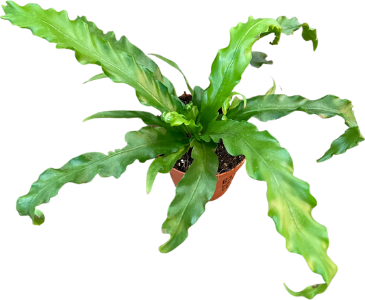 Fern | Birds Nest