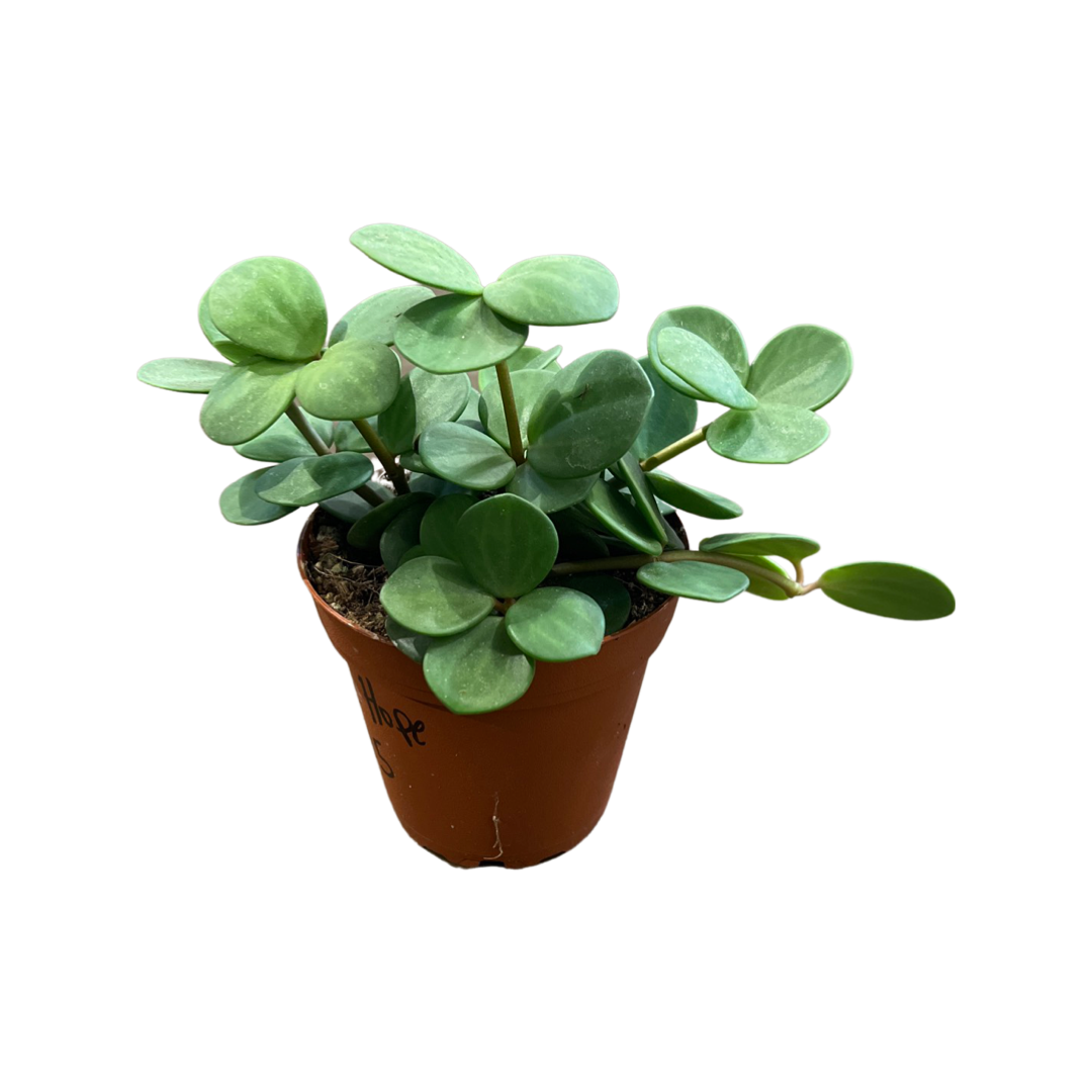 Peperomia | Hope