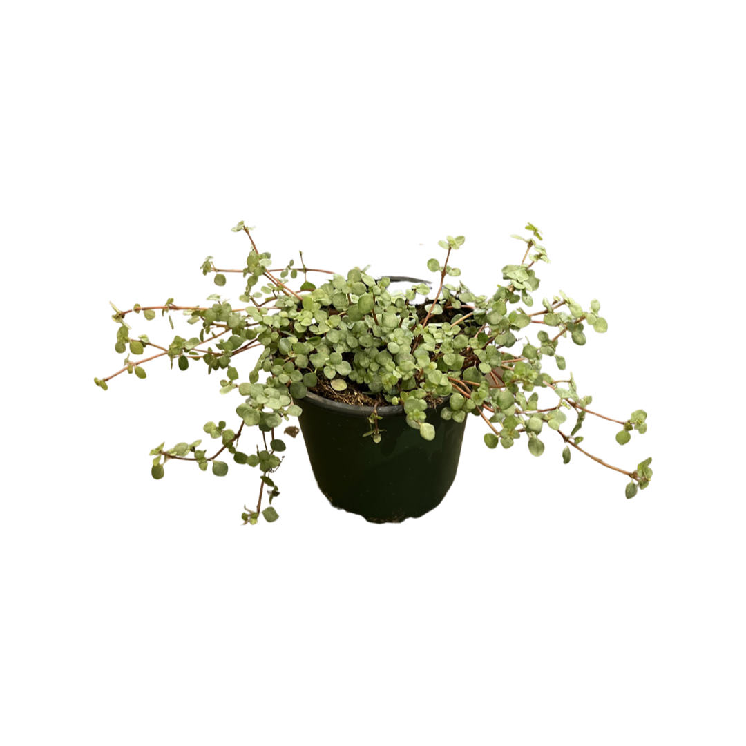 Silver Sparkle Baby Tears | Pilea