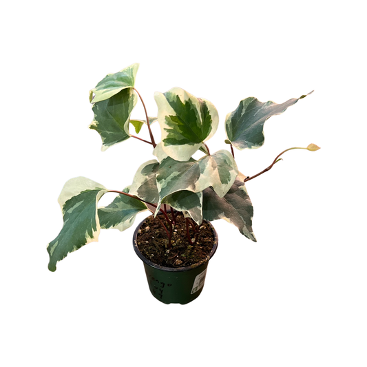Ivy | Marengo