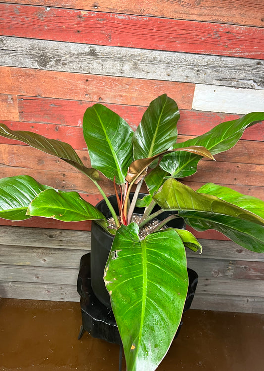 Philodendron | Red Congo
