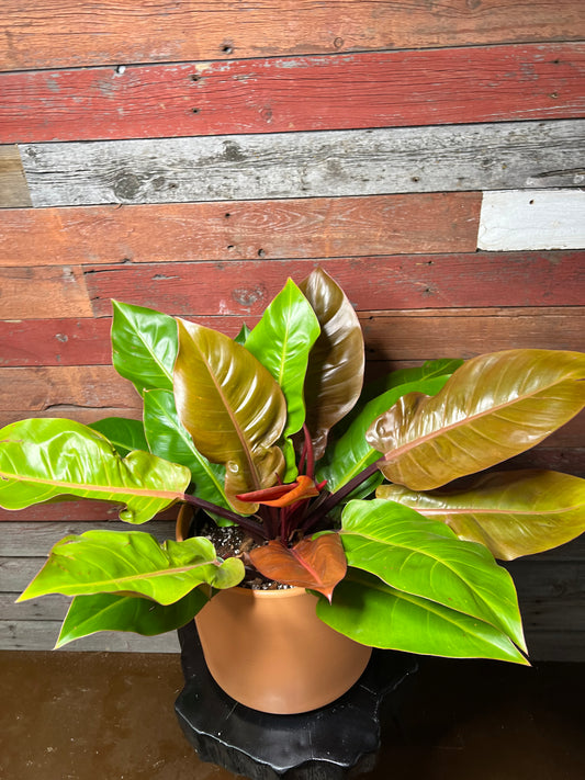 Philodendron | Prince of Orange